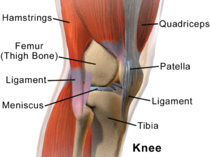 knee anatomy for knee pain treatment in charlotte nc