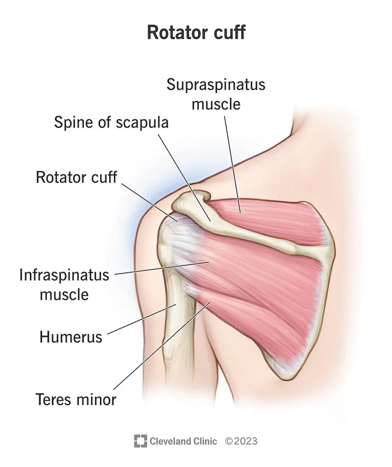 learn more about rotator cuff in Charlotte nc